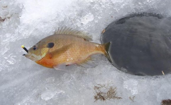 Bluegill on a Jig