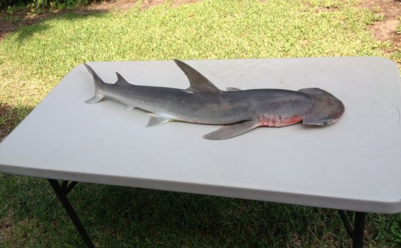 Jax Beach - Surf Fishing