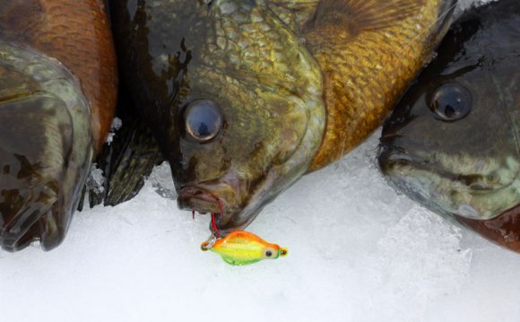 Panfish on Ice