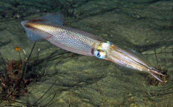 Market squid (Doryteuthis