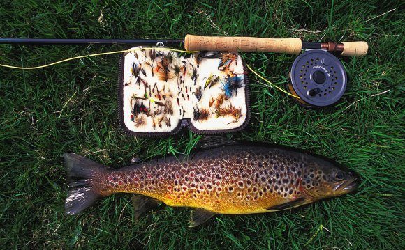 Brown trout