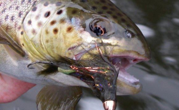 Streamer Fly Fishing For Trout