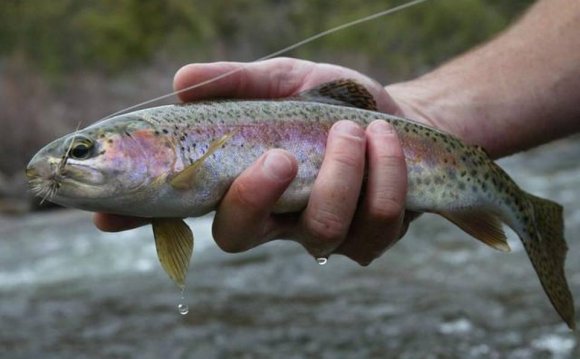 #5 Rainbow Trout Are Among The