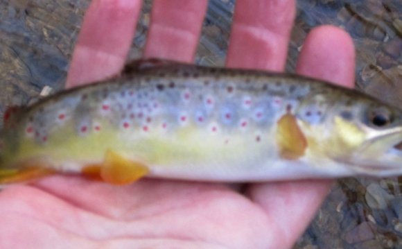 Winter Small Creek Fly Fishing