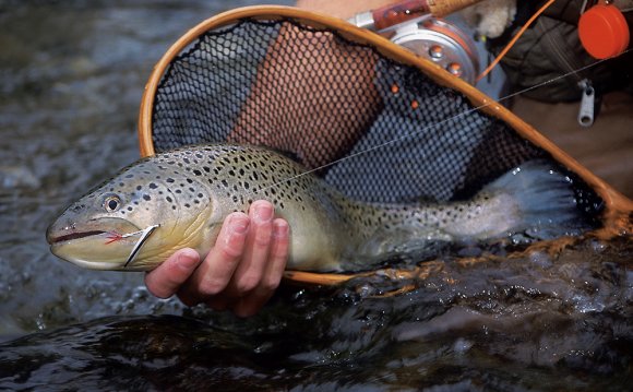 Trout, Fishing for Trout