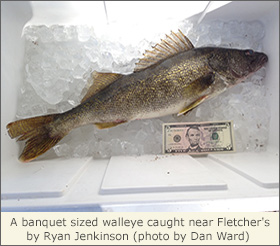 A banquet sized walleye caught near Fletcher's Cove