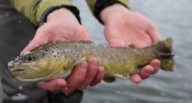 an excellent searching wintertime brown trout. Fly-fish the Colorado River near Silverthorne, Colorado