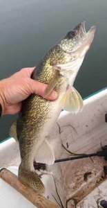 A walleye in the hand