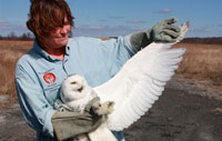 A wildlife rehabilitator holds a snowy owl's wing out