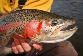 Alaska Rainbow Trout