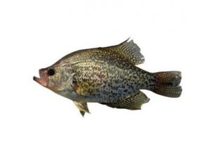 Black Crappie.