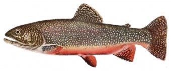 brook-trout-flies