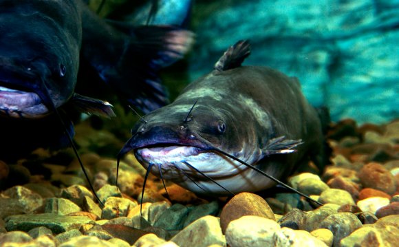 West Virginia fishing license