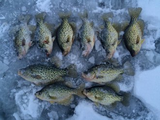 Crappie Fishing Report