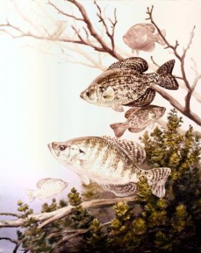 Crappie on construction
