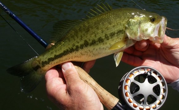 Fly Fishing for Bass