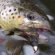 Trout fishing Tips