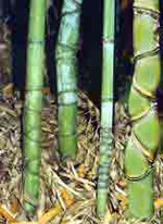 golden bamboo