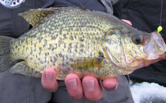 Minnesota Ice Fishing Reports