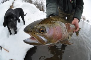 Jackson Hole Fishing Report