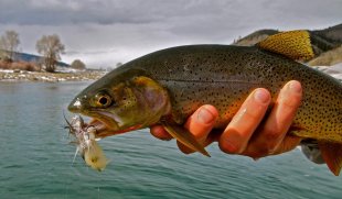 Jackson Hole Fishing Report