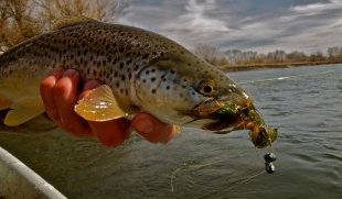 Jackson Hole Fishing Report