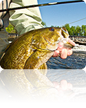largemouth bass caught fly fishing