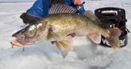 New-Walleye-Presentation-Perspectives-Feature-In-Fisherman