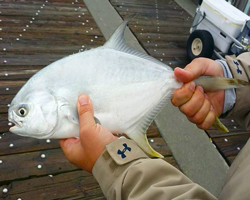 pompano250x200