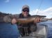 Brown Trout season