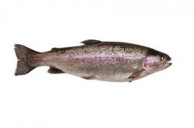 Rainbow trout.