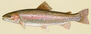 Rainbow trout - Duane Raver.jpg