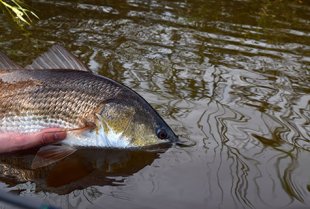 Redfish production