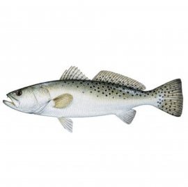 Speckled Trout Charters for Hilton Head