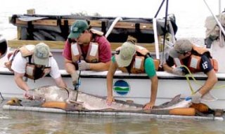 Sturgeon caught because of the Hudson River Fisheries Unit