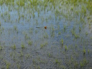 Tailing Redfish