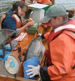 The Hudson River Fisheries device takes data on a striped bass