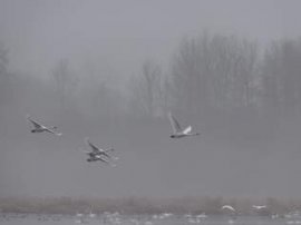 The park is important habitat for swans. A good time to view all of them is early morning, when they leave their roosts.