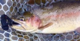 This rainbow ate a Sex Dungeon regarding Blue River in Silverthorne Colorado. Breathtaking rainbow trout