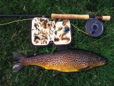 Brown Trout fishing