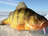 Ice Fishing for perch