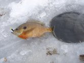 Ice Fishing pictures