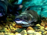West Virginia fishing license