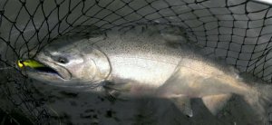 Tippy Dam Salmon Fishing