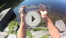 Bait Fishing #90 - Stocked Rainbow Trout Powerbait Fishing