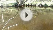 Brown Trout Fishing Dry Fly -North wales Fly Fishing school