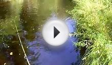 Brown Trout Fishing Michigan Season End
