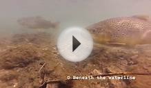 Brown Trout (Salmo Trutta) Underwater UK