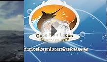 Cabo San Lucas Sportfishing Charters- 31ft. Rosa Del Mar