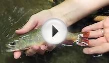 Fly Fishing for Large Brown Trout in the Smokies in the Fall